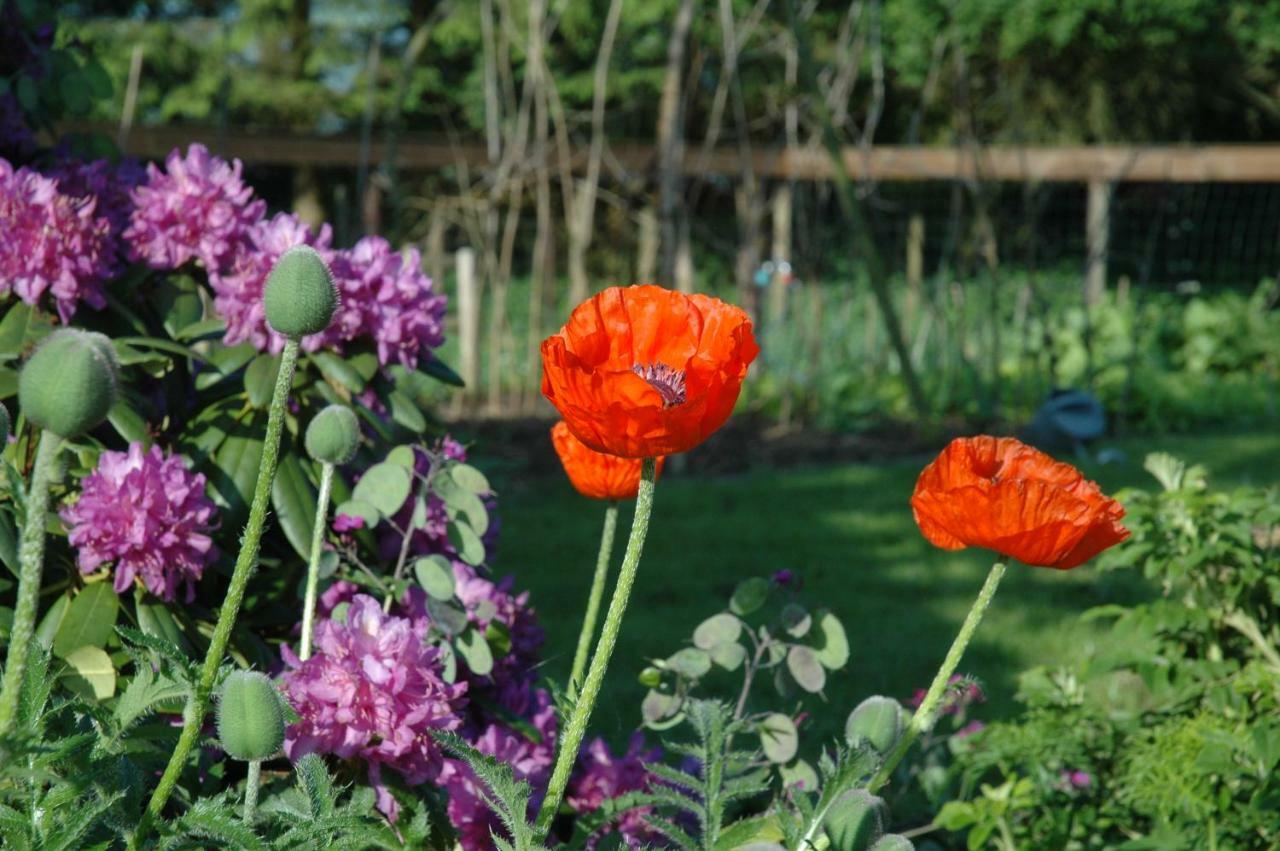 Gastenverblijf Op Het Graveland Zevenhuizen  Esterno foto